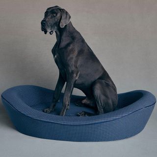 Timeless Large Dog Bed