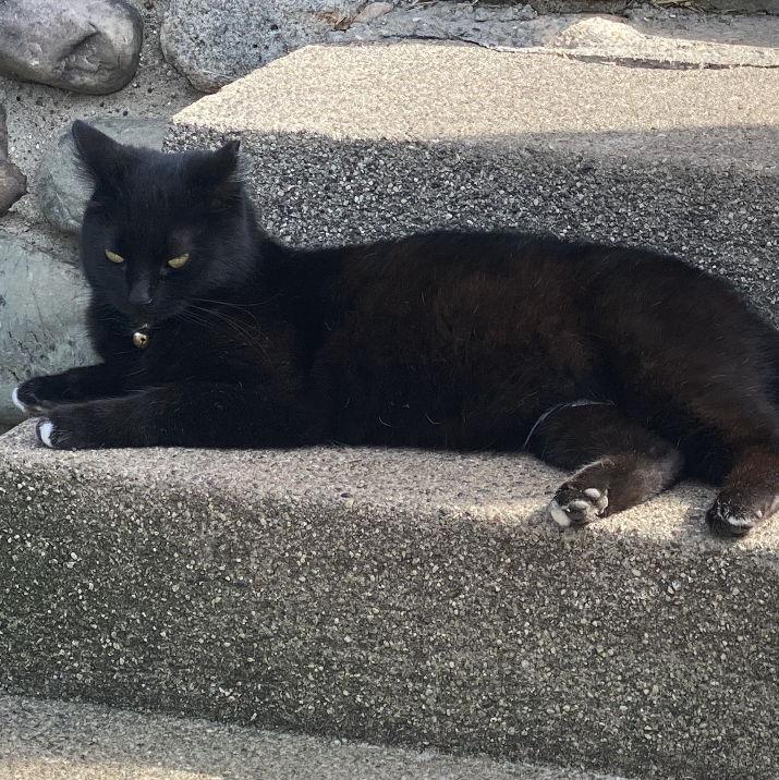 Beautiful Bell cat