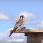 World Center For Birds of Prey