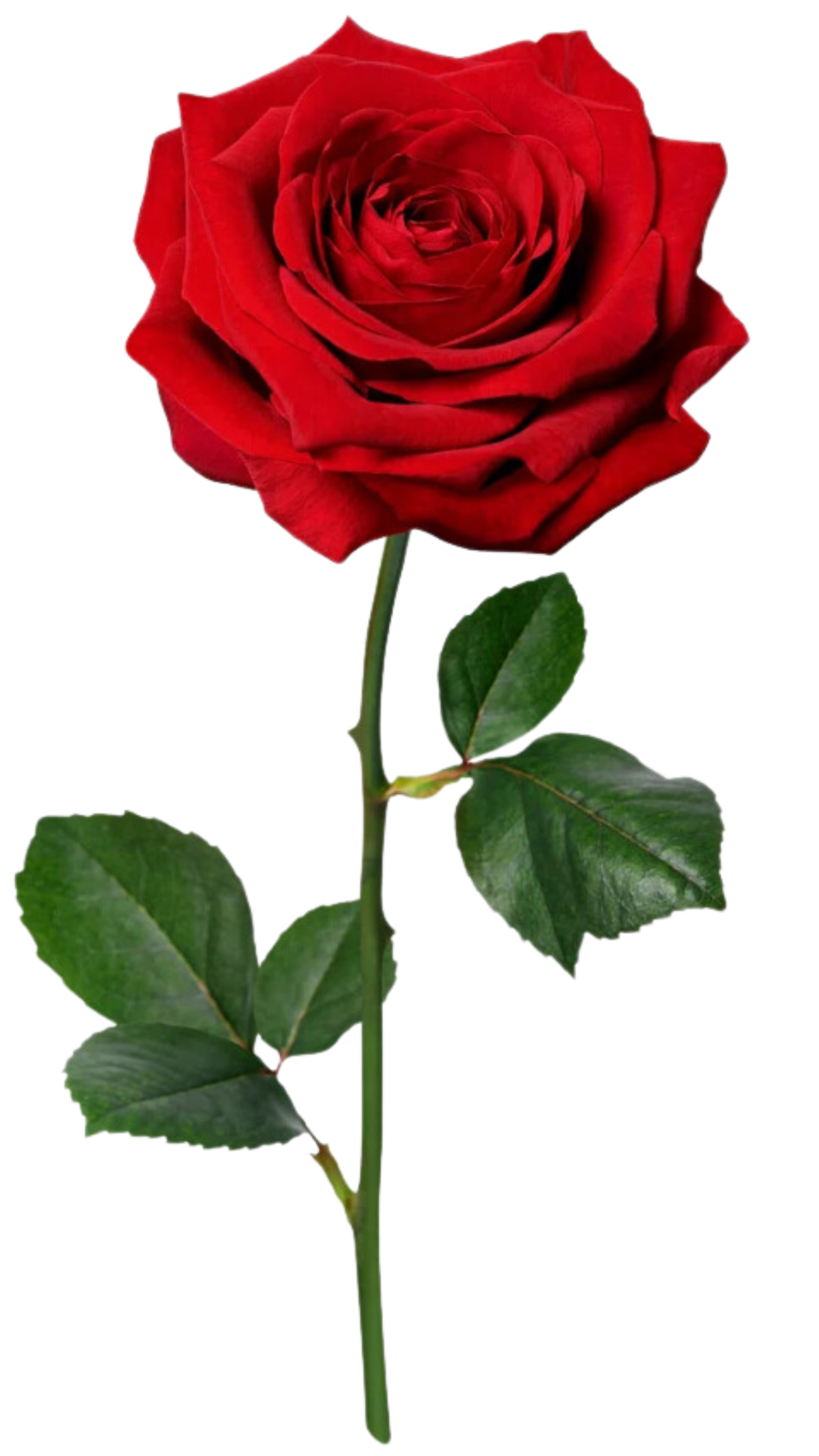 The Wedding Website of Robert Wen and Katarina Terzic