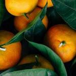 Rutland Farmers Market