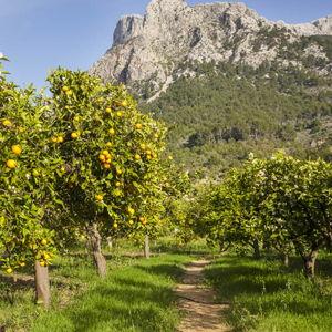 Sweet Citrus Escape at Ecovinyassa 🍊