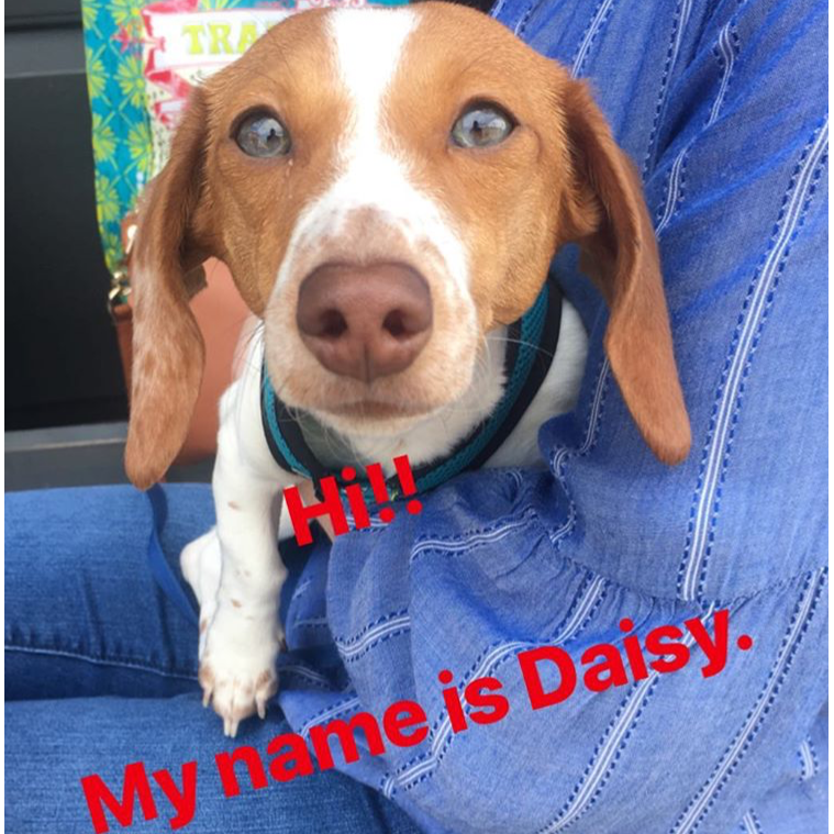 Hi!! My name is Daisy.