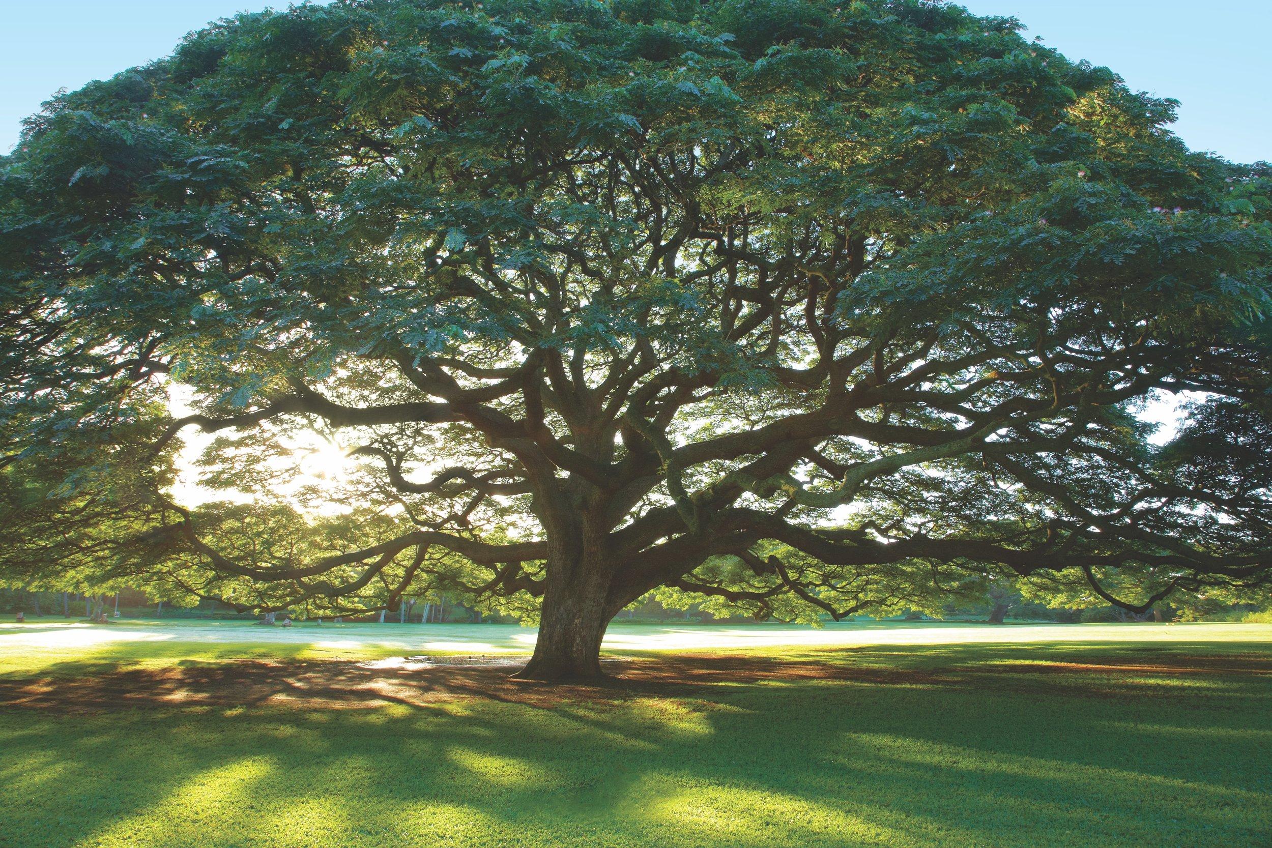 The Wedding Website of Tiare Kanoa and Laupepa Letuli