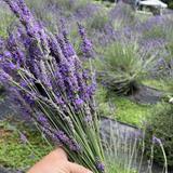 Red Oak Lavender Farm & Shop