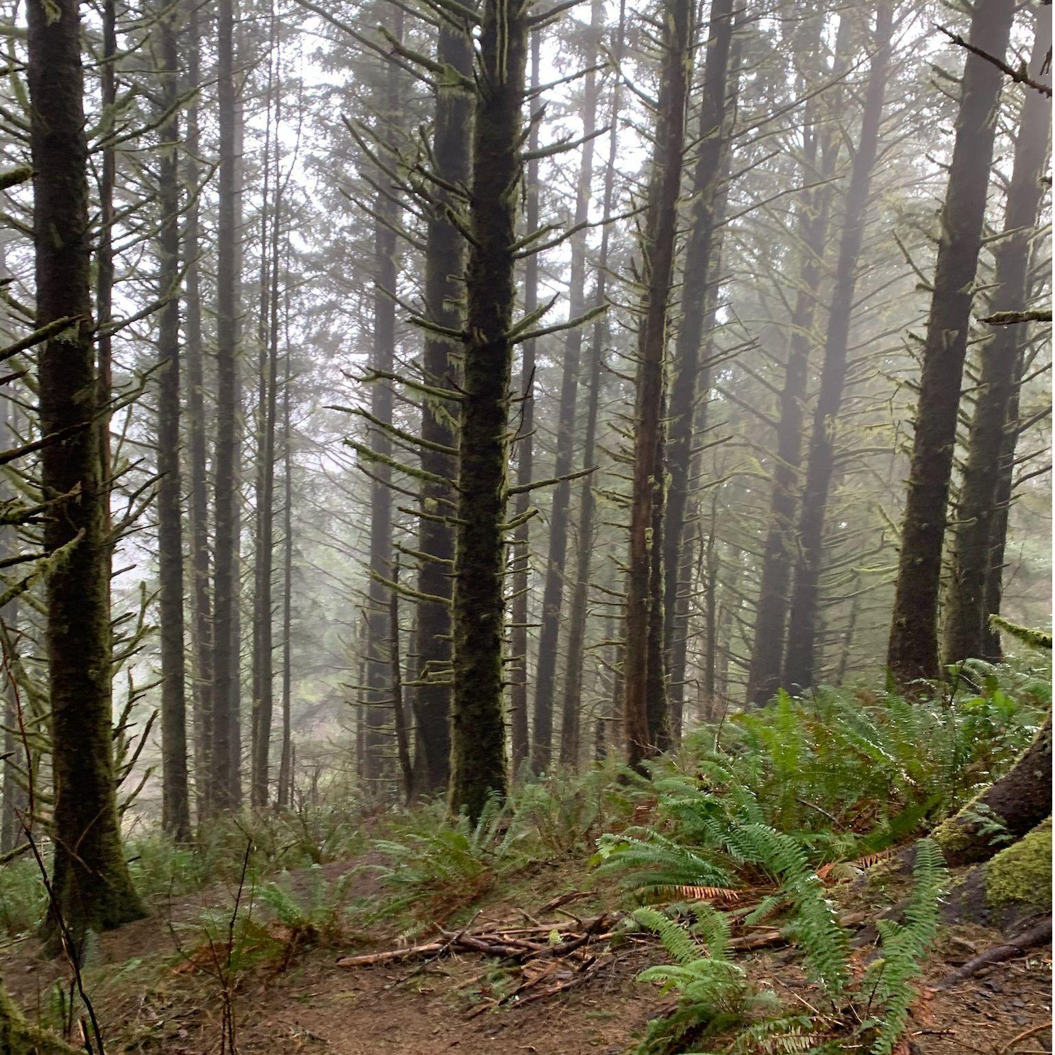 Beautiful woods