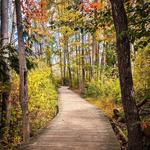 Asbury Woods