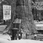 World Famous Tree House