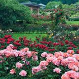 International Rose Test Garden