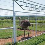 Blue Ostrich Winery & Vineyard