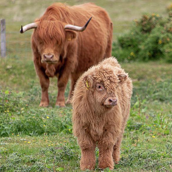 Help us add to our heard with a Highland Calf