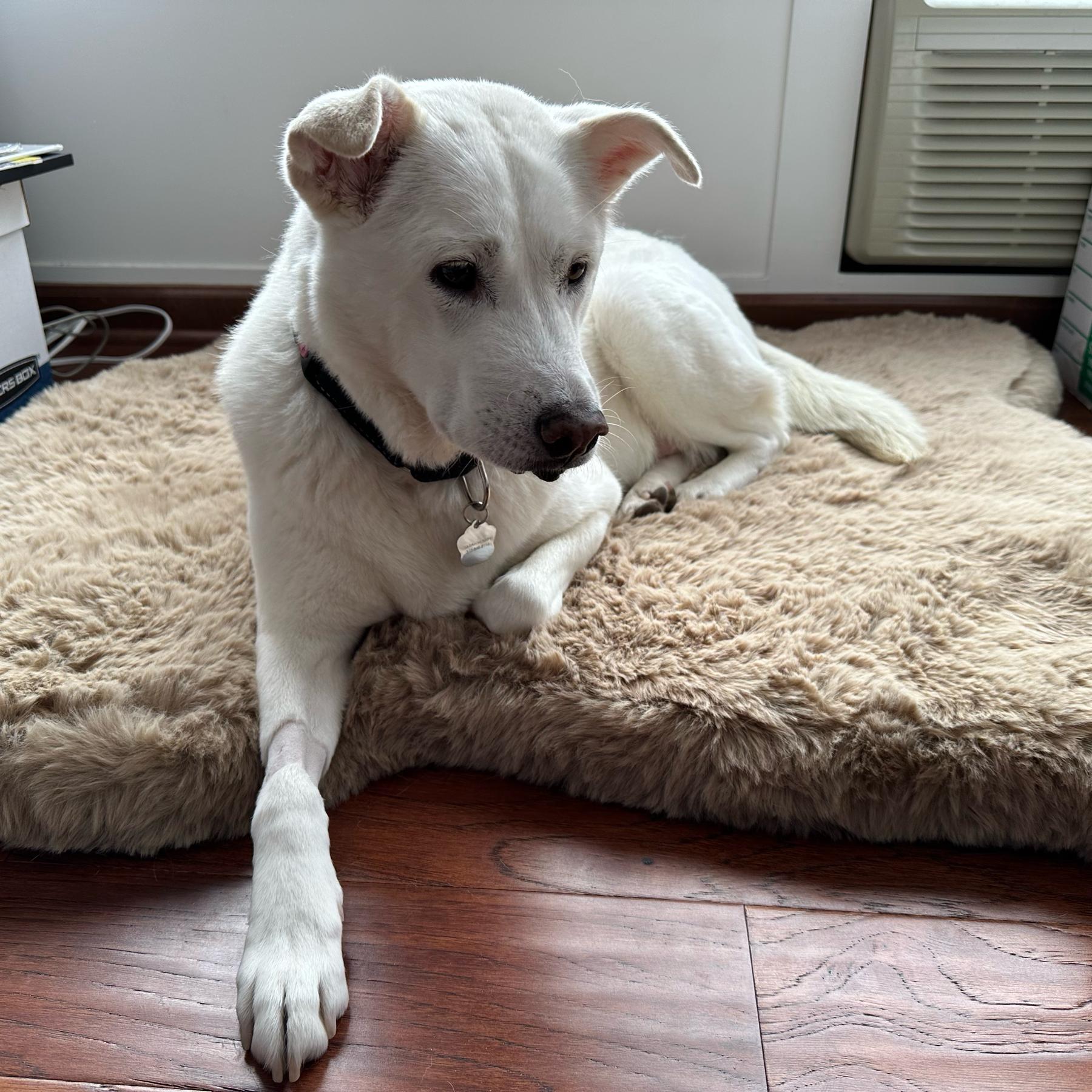 Dog Sitter for the Wedding Events