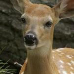 See all the deer, take a picnic and see these magnificent animals and  much more.