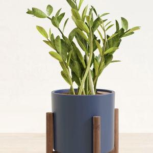 Medium ZZ Plant | Buy 10-18 Inch Indoor Plants | easyplant