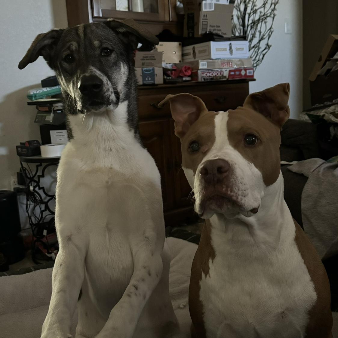 Diesel and Luna