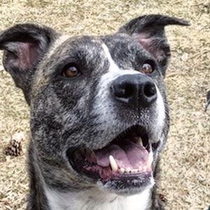 In Loving Memory of Bruetus | Donation to BBBR