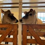 Billings Farm & Museum