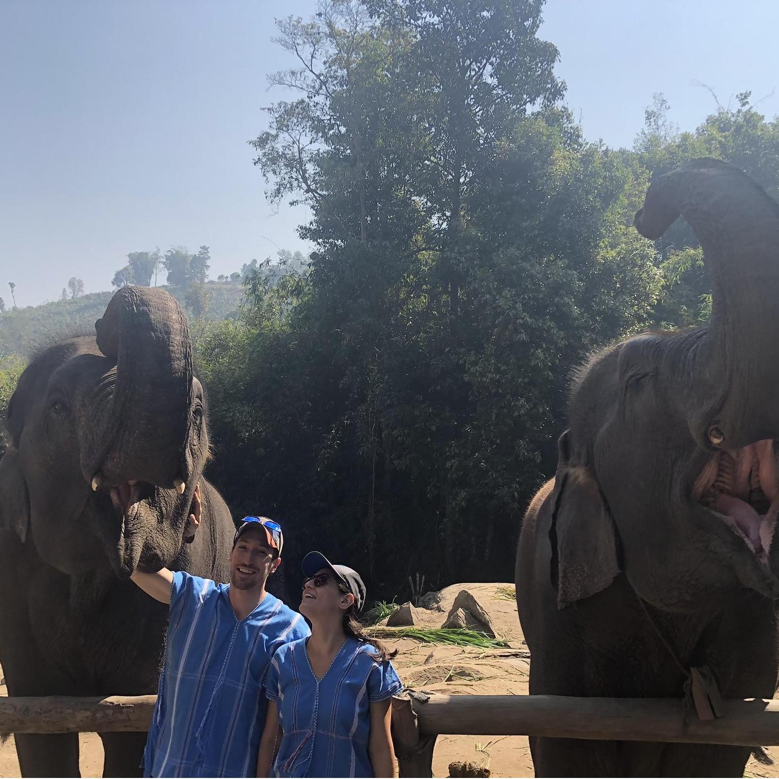 Elephants!