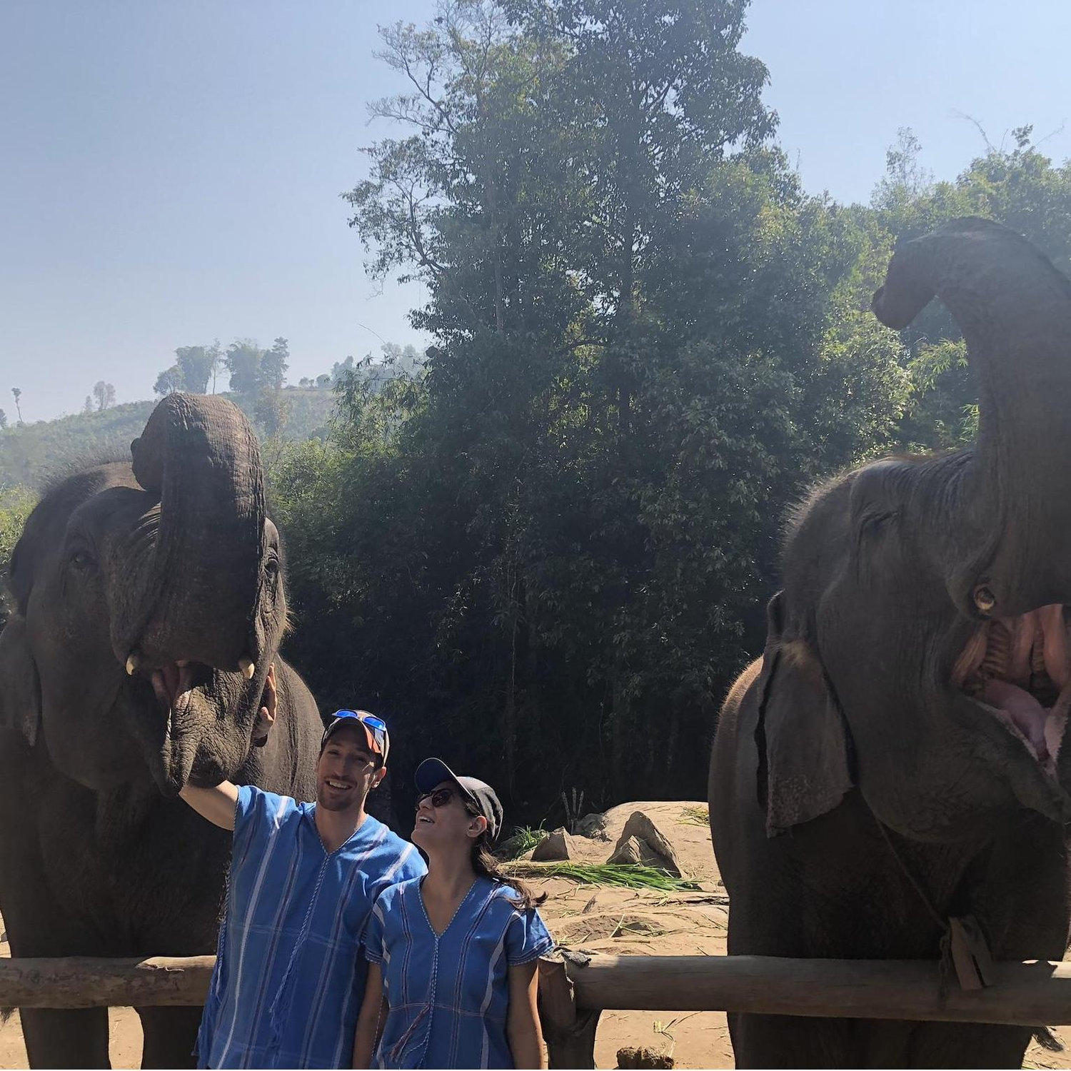 Elephants!