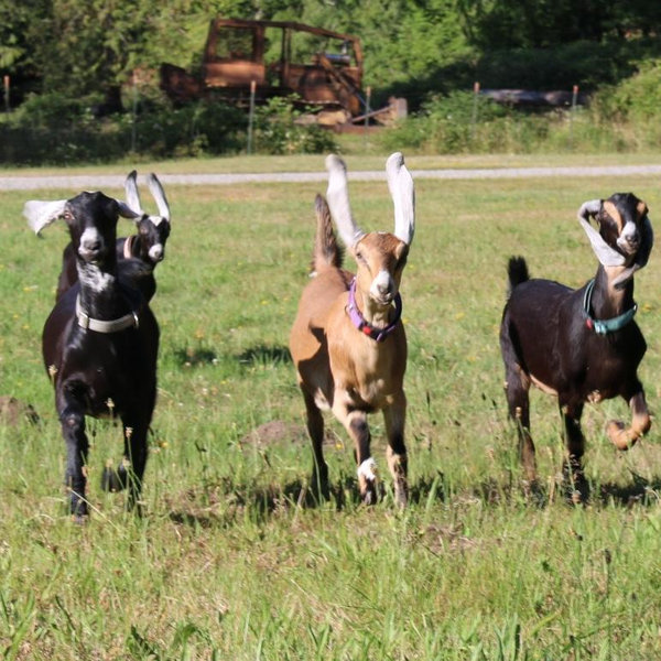 Farm Fund