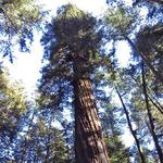 Henry Cowell Redwoods State Park