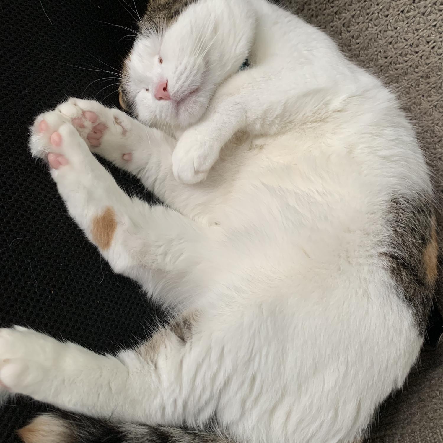 Our sweet Milli!