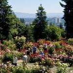 International Rose Test Garden