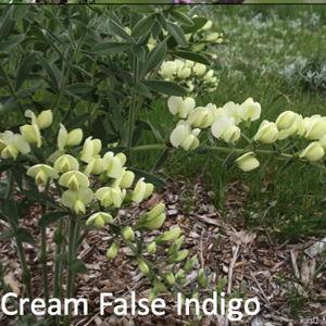 Cream False Indigo (Baptisia bracteata)