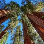 Sequoia National Park