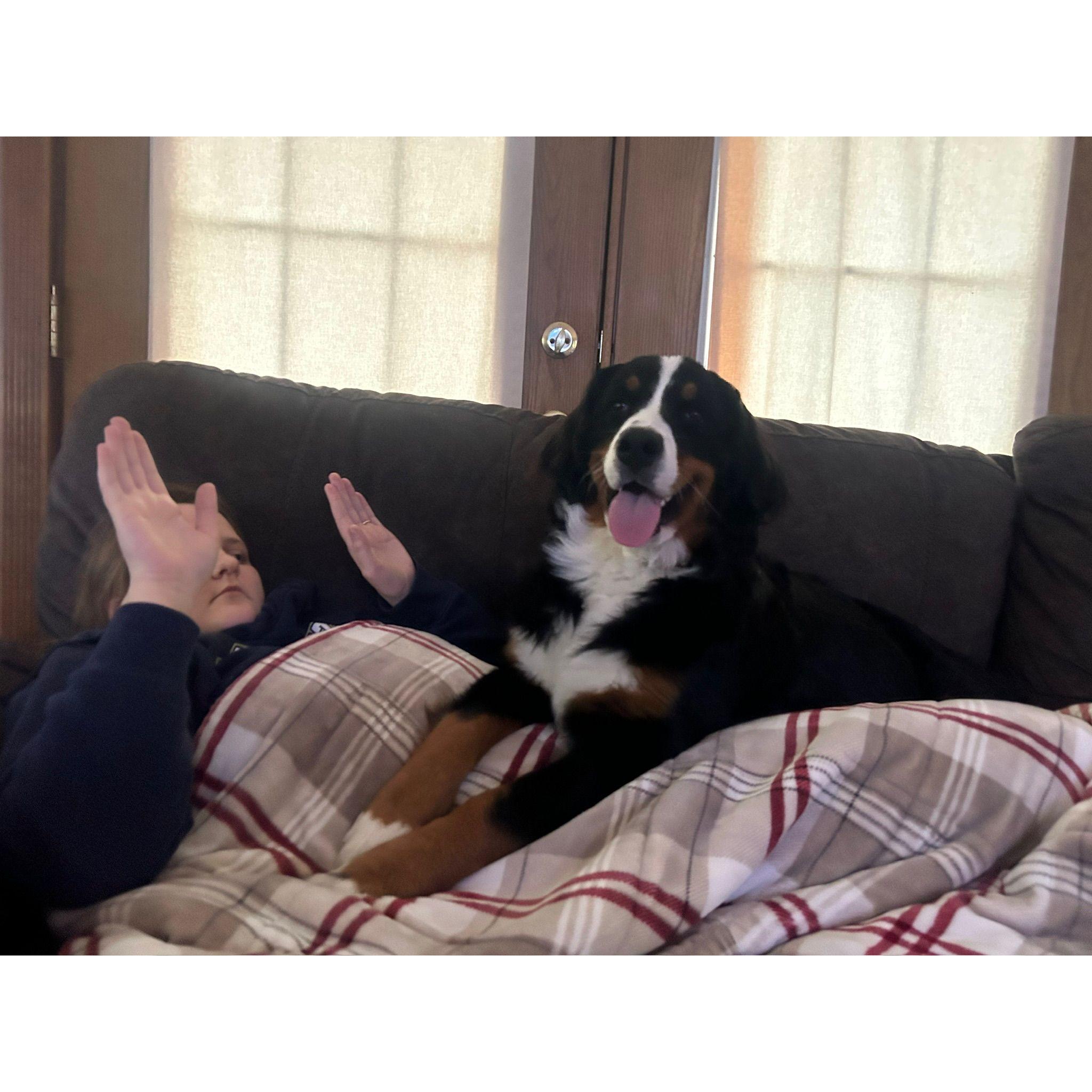 Ruby laying all 85 lbs onto mom