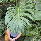 Denver Botanic Gardens