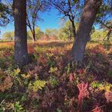 Hoosier Prairie State Nature Preserve