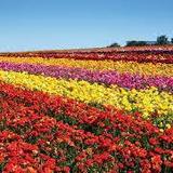 The Flower Fields