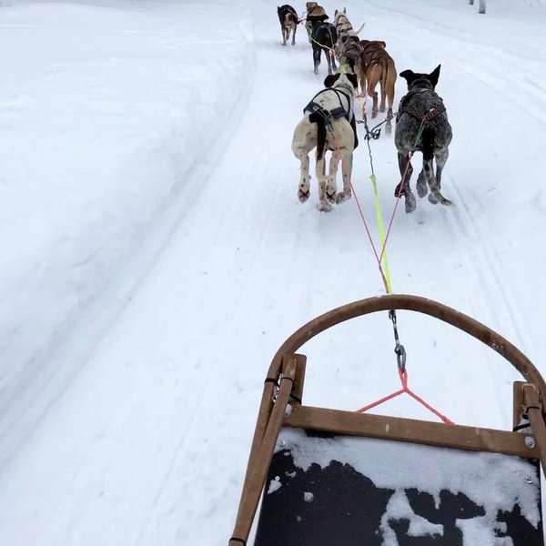 Dog sledding tour