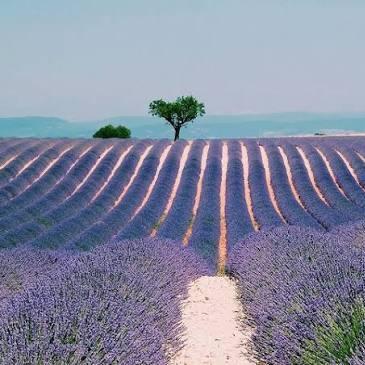 Lavender Fields Picnic