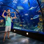 Play & Stay at Moody Gardens