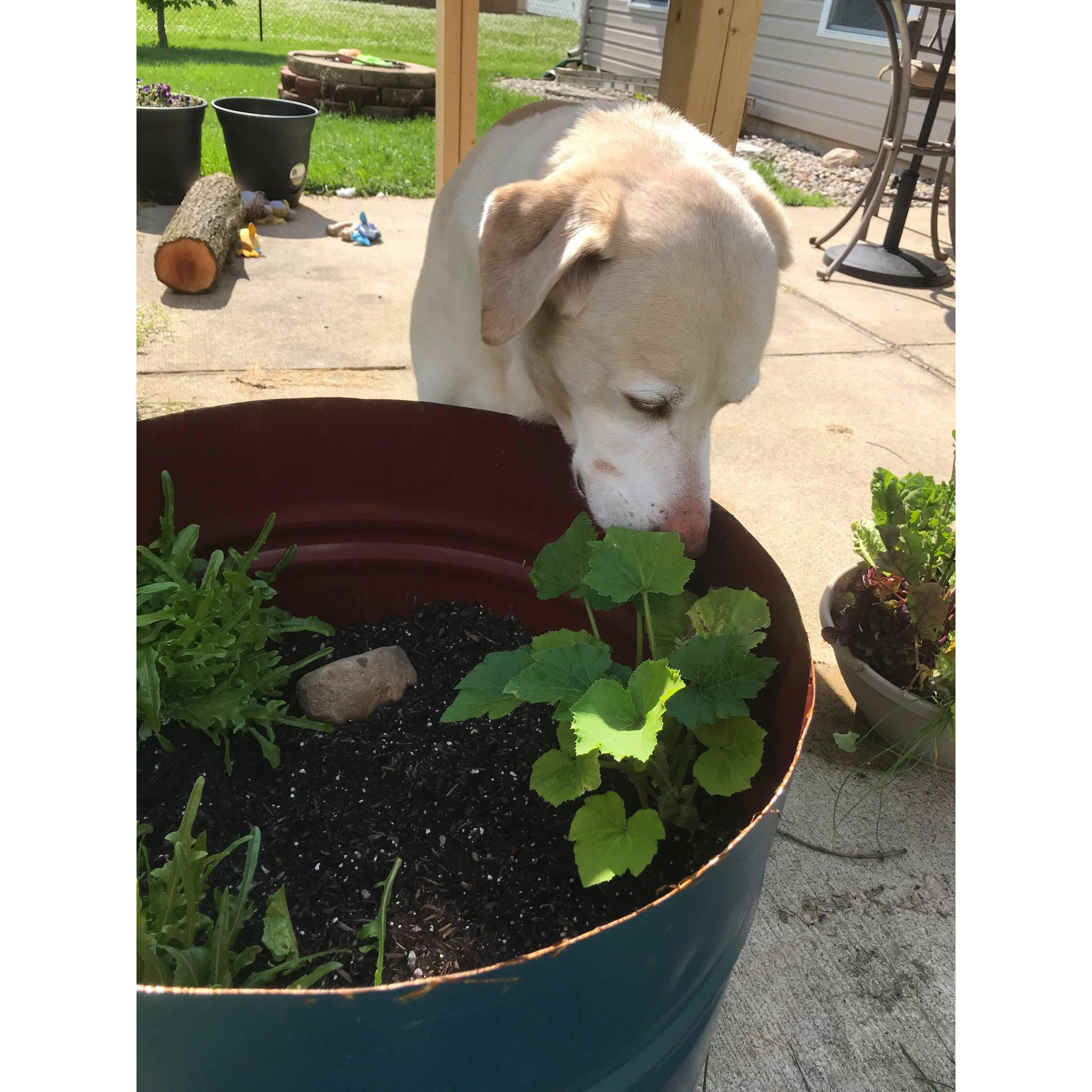 Eric made rex and I this container for our first garden in Indianapolis. Rex likes to talk to the plants.