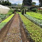 Caoba Farms Restaurant