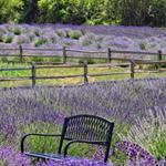 Hood River Lavender Farms