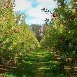 Solebury Orchards