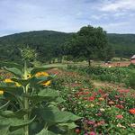Chiles Peach Orchard and Farm Market