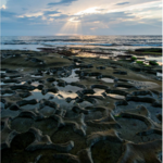 La Jolla Tide Pools