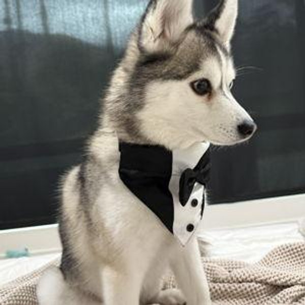 Katsu's Fund