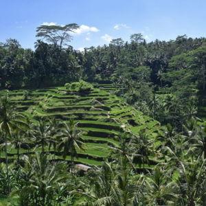 Bali Jungle Tour
