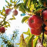 Crooked Run Orchard