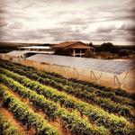 La Vina Winery, Inc.