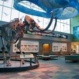 Florida Museum of Natural History