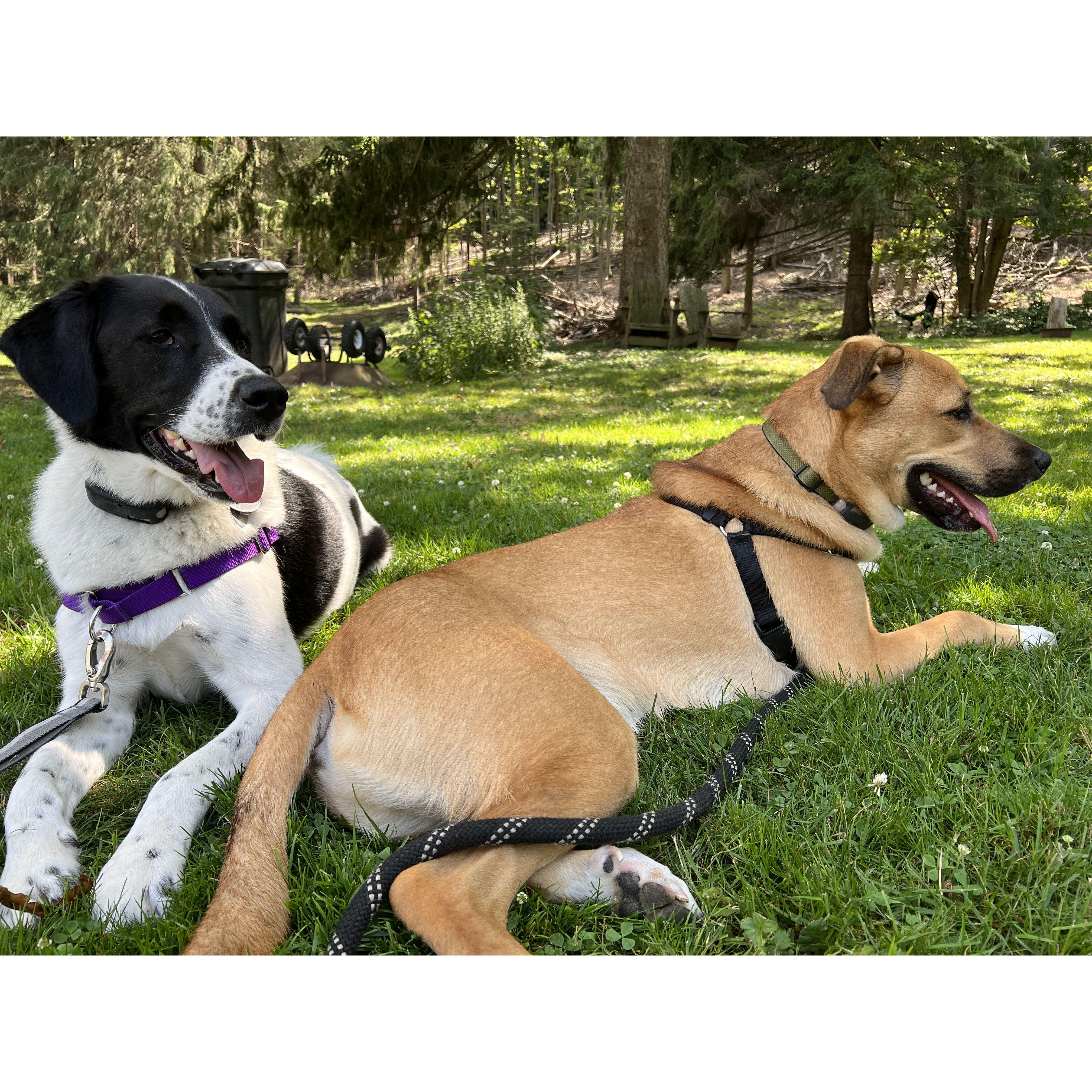 Peyton and Phil lounging in the backyard