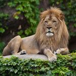 Lincoln Park Zoo