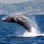 Capt Dave's Dana Point Dolphin & Whale Watching Safari